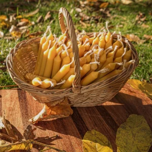Handgegossene Bienenwachs Christbaumkerzen als natürliche Weihnachtsdeko draußen mit Blättern